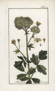 Sárga pigamon (Thalictrum flavum). Litográfia Johannes Zorn (1739-1799) "Afbeelding der Artseny-Gewassen" című művéből, Hollandia. alkotó: Unbekannter Künstler