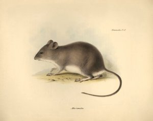 Állattan: A "Mus tumidus" vagy mocsári patkány, amelyet Charles Darwin írt le a Beagle fedélzetén tett felfedezőútja során. Tábla a "The Zoology of the voyage of the H.M.S. Beagle under the command of Captain Fitzroy during the years 1832 to 1836 edited an alkotó: Unbekannter Künstler