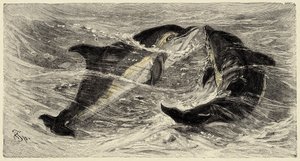 Zoológia: delfinek (delphinus delphis), leírva és illusztrálva Carlo Vogt és Federico Specht által a "Natural history illustree: mammals" 1884-ben. alkotó: Unbekannter Künstler