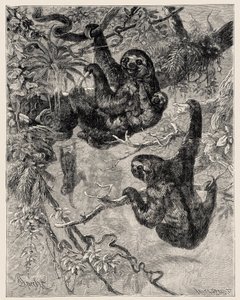 Zoológia: lusta (Ai - Bradypus tridactylus), leírva és illusztrálva Carlo Vogt és Federico Specht által az "Illustree Natural History: Emlősök" 1884 alkotó: Unbekannter Künstler