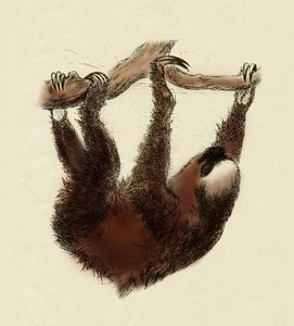 Zoológia: lusta (Bradypus tridactylus) alkotó: Unbekannter Künstler