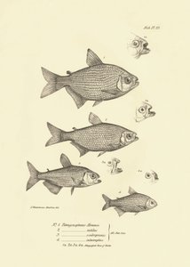 Zoológia: a Charles Darwin által a Beagle fedélzetén tett útja során leírt "Tetragonopterus Abramis, rutilus, scabripinnis, interruptus" halak ábrázolása. Tábla a "The zoology of the voyage of H.M.S. Beagle under the command of Captaain Fitzroy dur" című k alkotó: Unbekannter Künstler