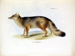 Zoológia: a Charles Darwin által a Beagle fedélzetén tett utazása során leírt "Canis fulvipes" dél-amerikai róka ábrázolása. Tábla a "The zoology of the voyage of H.M.S. Beagle under the command of Captaain Fitzroy under the years 1832-1836" című könyvből. alkotó: Unbekannter Künstler