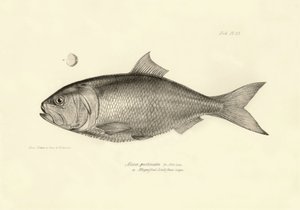 Zoológia: az "Alosa pectinata" hal ábrázolása, amelyet Charles Darwin írt le a Beagle fedélzetén tett utazása során. Tábla a "The zoology of the voyage of H.M.S. Beagle under the command of Captaain Fitzroy under the years 1832-1836" című könyvből. alkotó: Unbekannter Künstler