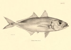 Zoológia: a "Caranx torvus" hal ábrázolása, amelyet Charles Darwin írt le a Beagle fedélzetén tett utazása során. Tábla a "The zoology of the voyage of H.M.S. Beagle under the command of Captaain Fitzroy under the years 1832-1836" című könyvből. alkotó: Unbekannter Künstler