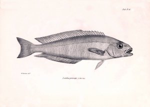 Zoológia: a "Latilus princeps" hal ábrázolása, amelyet Charles Darwin írt le a Beagle fedélzetén tett utazása során. Tábla a "The zoology of the voyage of H.M.S. Beagle under the command of Captaain Fitzroy under the years 1832-1836" című könyvből. alkotó: Unbekannter Künstler