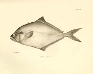 Zoológia: a Charles Darwin által a Beagle fedélzetén tett útja során leírt "Paropsis signata" hal ábrázolása. Tábla a "The zoology of the voyage of H.M.S. Beagle under the command of Captaain Fitzroy under the years 1832-1836" című könyvből. alkotó: Unbekannter Künstler