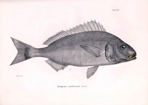 Zoológia: a Charles Darwin által a Beagle fedélzetén tett útja során leírt "Pristipoma cantharinum" hal ábrázolása. Tábla a "The zoology of the voyage of H.M.S. Beagle under the command of Captaain Fitzroy under the years 1832-1836" című könyvből. alkotó: Unbekannter Künstler