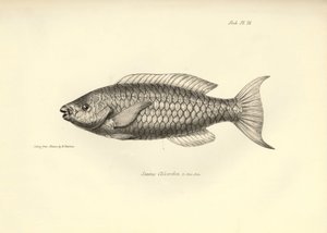 Zoológia: a "Scarus Chlorodon" hal ábrázolása, amelyet Charles Darwin írt le a Beagle fedélzetén tett utazása során. Tábla a "The zoology of the voyage of H.M.S. Beagle under the command of Captaain Fitzroy under the years 1832-1836" című könyvből. alkotó: Unbekannter Künstler