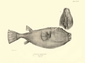 Zoológia: a "Tetrodon (Tetraodon) angusticeps" hal ábrázolása, amelyet Charles Darwin írt le a Beagle fedélzetén tett utazása során. Tábla a "The zoology of the voyage of the H.M.S. Beagle under the command of Captaain Fitzroy under the years 1832-18" című alkotó: Unbekannter Künstler