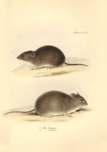 Állattan: a "Mus Renggeri" és a "Mus obscurus" (patkányok), amelyeket Charles Darwin a Beagle fedélzetén tett felfedezőútja során írt le. Tábla a "The Zoology of the voyage of the H.M.S. Beagle under the command of Captain Fitzroy during the years 1832 to  alkotó: Unbekannter Künstler