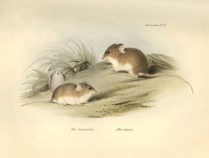 Zoológia: a "Mus albimaculatus" és a "Mus elegans" (egér), amelyet Charles Darwin írt le a Beagle fedélzetén tett felfedezőútja során. Tábla a "The Zoology of the voyage of the H.M.S. Beagle under the command of Captain Fitzroy under the years 1832 to 18"  alkotó: Unbekannter Künstler