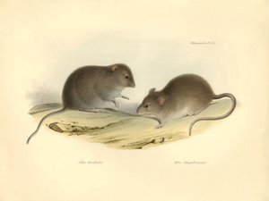 Zoológia: a "Mus brachiotis" és a Mus "Magellanicus" (patkányok), amelyeket Charles Darwin a Beagle fedélzetén tett felfedezőútja során írt le. Tábla a "The Zoology of the voyage of the H.M.S. Beagle under the command of Captain Fitzroy during the years 18 alkotó: Unbekannter Künstler