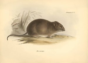Zoológia: a "Mus micropus" vagy nagyfülű egér, amelyet Charles Darwin írt le a Beagle fedélzetén tett felfedezőútja során. Tábla a "The Zoology of the voyage of the H.M.S. Beagle under the command of Captain Fitzroy during the years 1832 to 1836" című köny alkotó: Unbekannter Künstler