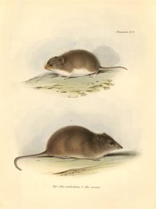 Állattan: a "Mus xanthorhinus" vagy mezei patkány és a "Mus nasutus", amelyet Charles Darwin írt le a Beagle fedélzetén tett felfedezőútja során. Tábla a "The Zoology of the voyage of the H.M.S. Beagle under the command of Captain Fitzroy during the years  alkotó: Unbekannter Künstler