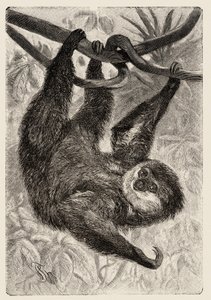 Zoológia: unau vagy lusta írja le és illusztrálja Carlo Vogt és Federico Specht a "Natural history illustree: emlősök" 1884-ben alkotó: Unbekannter Künstler