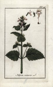 catary vagy catary vagy catary vagy cat menta (Nepeta cataria). Litográfia Johannes Zorn (1739-1799) "Afbeelding der Artseny-Gewassen" című művéből, Hollandia. alkotó: Unbekannter Künstler