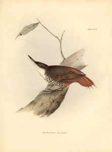 madártan: Charles Darwin (1809-1882) által megfigyelt és leírt dél-amerikai madár: "Dendrodamus leucosternus". Tábla a "The zoology of the voyage of H.M.S. Beagle. Repülés. III, A John Gould által leírt madarak, szokásaikról szóló megjegyzésekkel Charl alkotó: Unbekannter Künstler