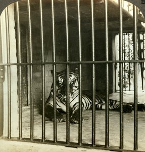 Elfogott emberevő tigris, akit 200 halálesetért okolnak, Kalkutta, India, 1903.