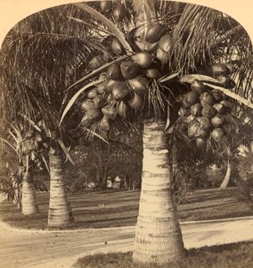 Kókuszfák Florida fehér homokjában. USA, 1900. alkotó: Underwood and Underwood