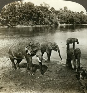 Elefántok, Sri Lanka Ceylon. alkotó: Underwood and Underwood