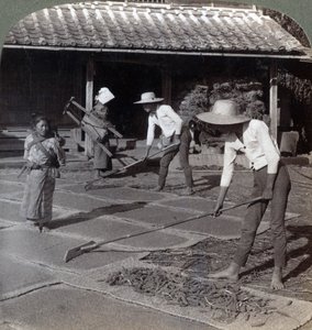 Bambuszgereblyével gazdálkodók kölest szórnak a szőnyegekre, hogy télen megszáradjanak, Yokohama közelében, Japán, 1904 alkotó: Underwood and Underwood
