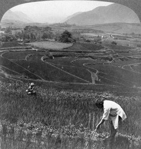 Termékeny rizsföldek Aso-San régi kráterében, Japánban, 1904. alkotó: Underwood and Underwood