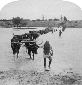 Fording the Modder River, Boer War, Dél-Afrika, 1901. február 15. alkotó: Underwood and Underwood