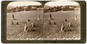 Konkoly gyűjtése búzából Bethel Baytin köves mezőin, Palesztinában, 1900. alkotó: Underwood and Underwood