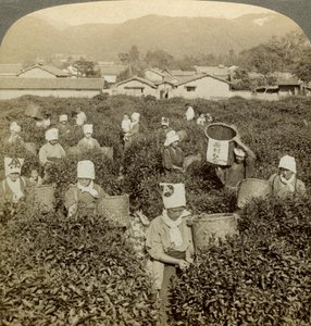 Lányok teát szedni, Uji, Japán. alkotó: Underwood and Underwood