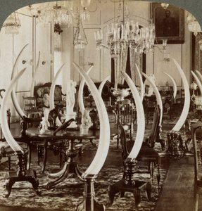 Hall of Tusks, Lady de Soysa otthonában, Bambalapitiya, Colombo, Ceylon, 1903 alkotó: Underwood and Underwood