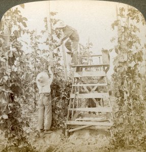 A Rich Hop kerületben, Training the Vines, White River Valley, Washington, USA.