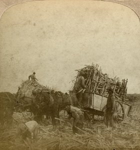 Rakodó nád, cukorültetvény, Louisiana, USA. alkotó: Underwood and Underwood
