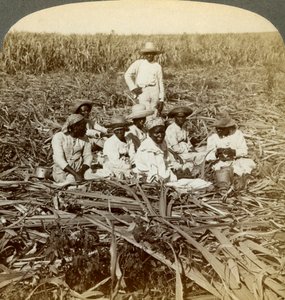 A La Union cukorültetvényen, San Luisban, Santiago tartományban, Kubában, 1899. alkotó: Underwood and Underwood