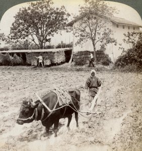 Elárasztott föld felszántása rizsültetés céljából, az Uji-i főúttól északra, Kyoto közelében, Japánban, 1904. alkotó: Underwood and Underwood