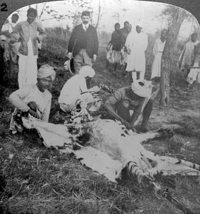 Egy döglött tigris megnyúzása, Cooch Behar maharadzsa felvétele, India, 1900-as évek. alkotó: Underwood and Underwood