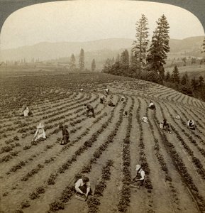 Eperszedés, Cedar Creek Farm, Hood River Valley, Oregon, USA. alkotó: Underwood and Underwood