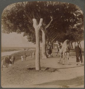 Út a piramisokhoz, Egyiptom, 1896. alkotó: Underwood and Underwood