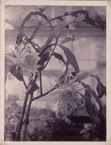 [Éjszakai virágzó Cereus, Virágzás] alkotó: Unidentified