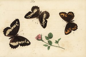 Nagy sávos ősz, Brintesia circe 1, remete, Chazara briseis 2, és nagy falú barna, Lasiommata maera 3 alkotó: Unknown
