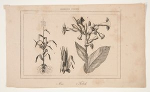 Untitled (Study of American Agriculture) alkotó: Unknown