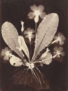 Botanikai fotogram