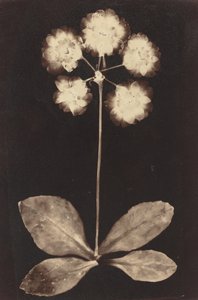 Botanikai fotogram