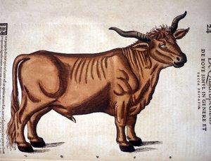 Marhahús a Conrad Gesner-féle Historia Animaliumból, Tiguri 1560. Biblioteca Nazionale Braidense. Milánó alkotó: Unknown artist