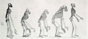 Az ember és a majmok csontvázának összehasonlító vizsgálata: gibbon, orangután (orang-utan, orangután, orangután), csimpánz és gorilla. alkotó: Unknown artist
