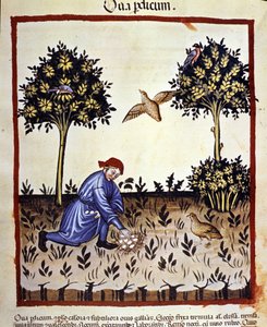 Egy ember tojást szed a fogoly fészkéből. Megvilágítás az orvostudomány és a dietetika fejéséből "" Tacuinum sanitatis"" alkotó: Unknown artist