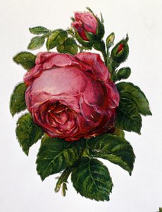 Egy rózsa alkotó: Unknown artist