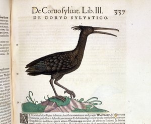 Egy vad holló a Historia Animalium of Conrad Gesnerből, Tiguri 1560. Biblioteca Nazionale Braidense. Milánó alkotó: Unknown artist