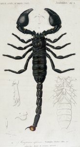Afrikai Skorpió – Természettudományi Tanács alkotó: Unknown artist