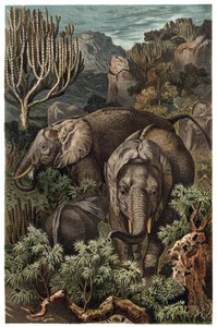 Afrikai elefánt (Loxodonta) - Afrikai elefánt (Loxodonta) - metszet Alfred Edmund Brehm (1829-1884) „” Brehm